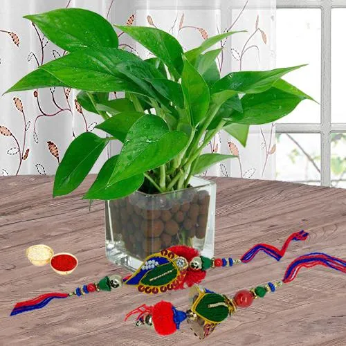 Money Plant in Glass Pot with Bhaiya Bhabhi Set