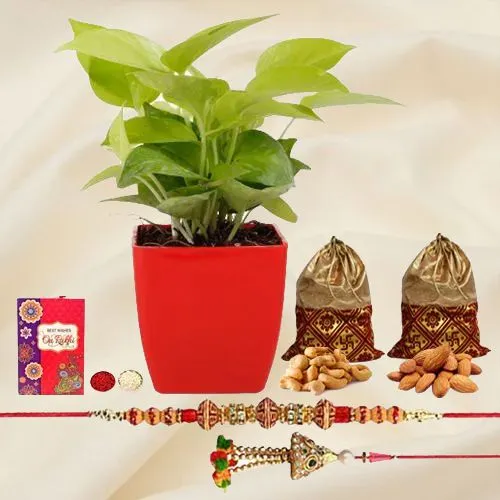 Exotic Money Plant N Bhaiya Bhabhi Rakhi Set