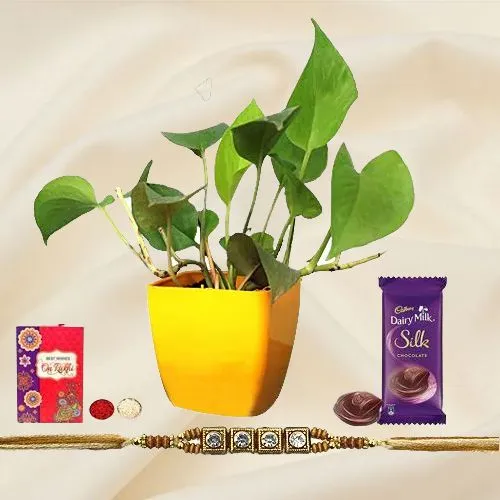 Divine Money Plant N Stone Stud Rakhi