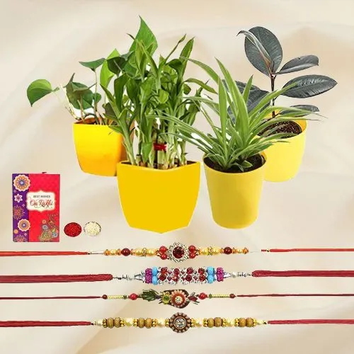 Attention-Getting Indoor Plants with Pot N Four Rakhi