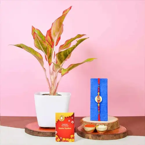 Glam Kundan Rakhi and Aglaonema Plant