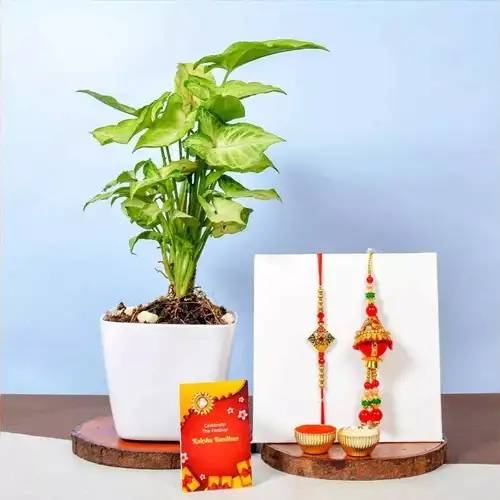 Syngonium Plant N Kundan Rakhi Lumba