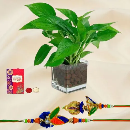 Money Plant in Glass Pot with Bhaiya Bhabhi Set